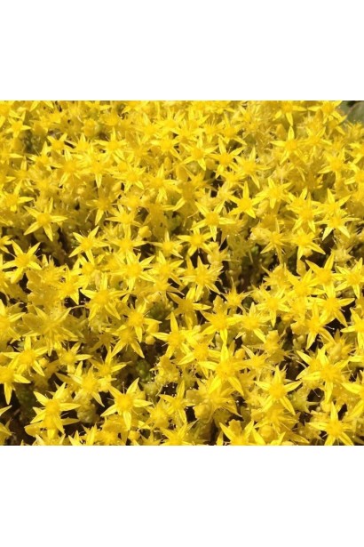 Очиток едкий Йеллоу Квин желтые звездчатые цветы